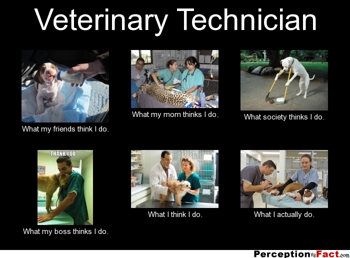 Veterinary Technician... - What people think I do, what I ...