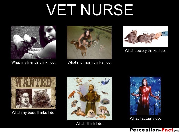 vet-nurse-what-people-think-i-do-what-i-really-do-perception-vs