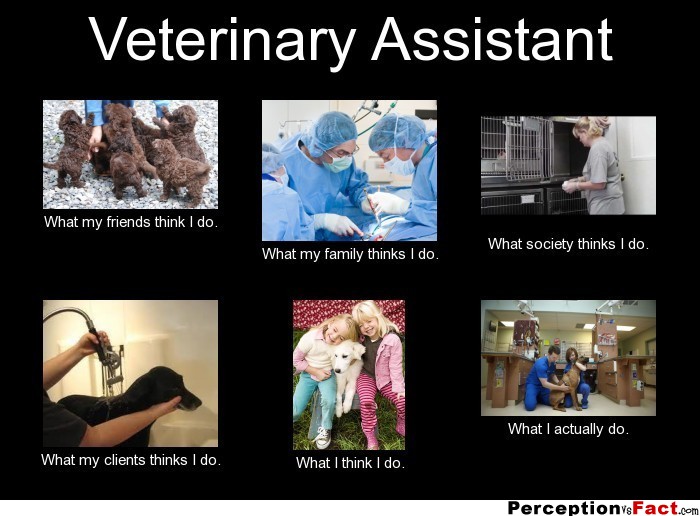 veterinary-assistant-what-people-think-i-do-what-i-really-do